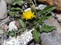 Many-Stem Hawksbeard